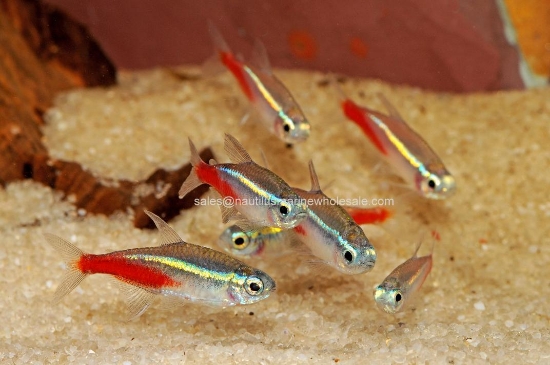 Picture of TETRA: NEON JUMBO - FL *ON SPECIAL*