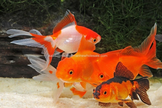 Picture of ORANDA: ASST 5-6cm