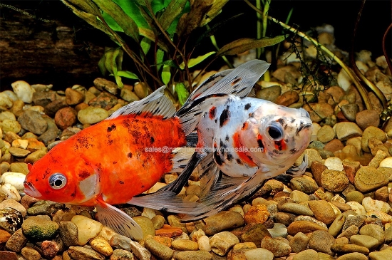 Picture of GOLDFISH: RYUKIN CALICO 3.5"
