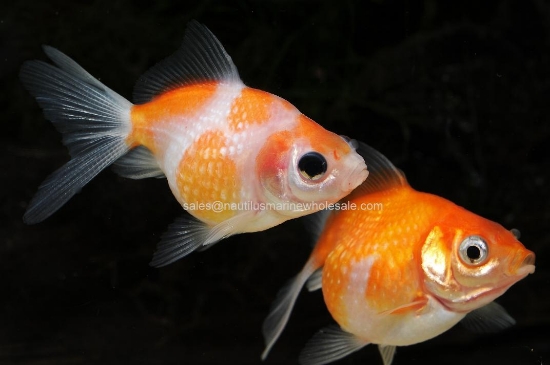 Picture of GOLDFISH: PEARLSCALE 5-6cm