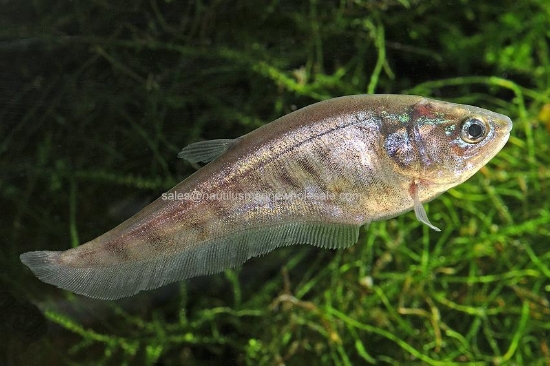 Picture of KNIFE: CLOWN 4-5"