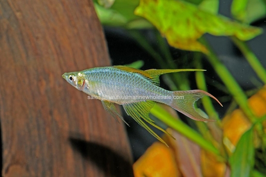 Picture of RAINBOW: FEATHERFIN *ON SPECIAL*