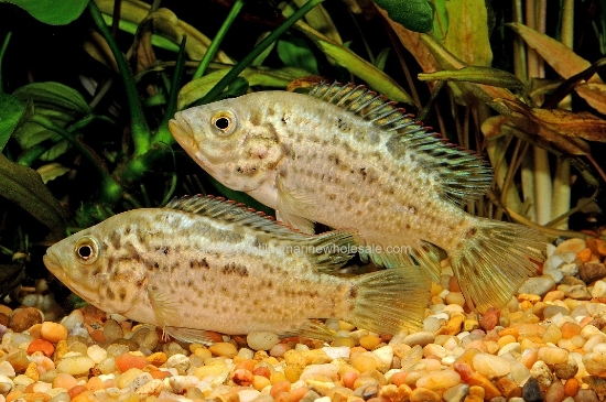 Picture of CICHLID: CUBAN 3"