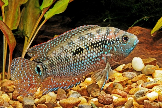 Picture of CICHLID: JACK DEMPSEY LG