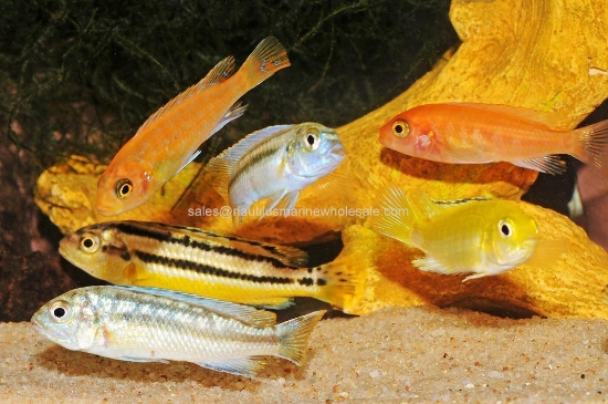 Picture of AFRICAN: MBUNA ASSORTED REG  *EDLP SPECIAL*