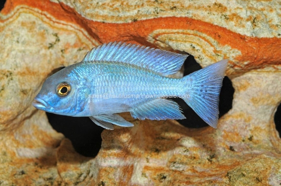 Picture of AFRICAN: HAP MOORI REG (IMPORT)
