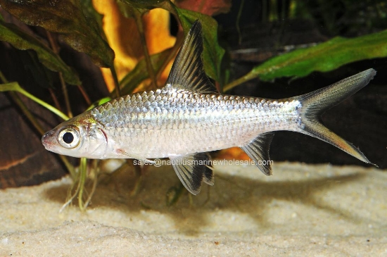 Picture of SHARK: BALA 5"