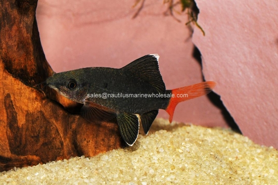 Picture of SHARK: REDTAIL BLACK 1.5" *ON SPECIAL*