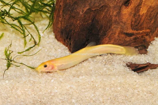 Picture of LOACH: DOJO GOLD (NO VA,MI,NY) *ON SPECIAL*