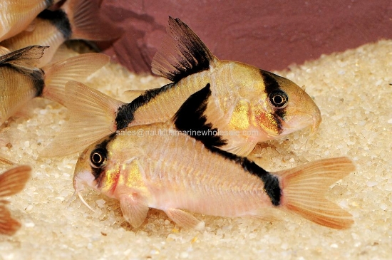 Picture of CORY: METAE