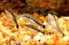 Picture of CAT: OTOCINCLUS
