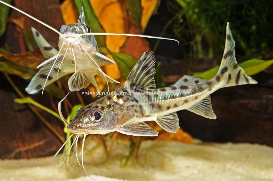 Picture of CAT: PICTUS POLKADOT REG