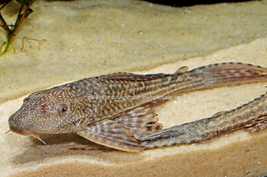 Picture of PLECO: 5" COMMON