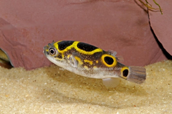 Picture of PUFFER: FIGURE 8 *ON SPECIAL*
