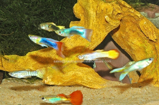 Picture of GUPPY: FANCY MIX MALE *EDLP SPECIAL*