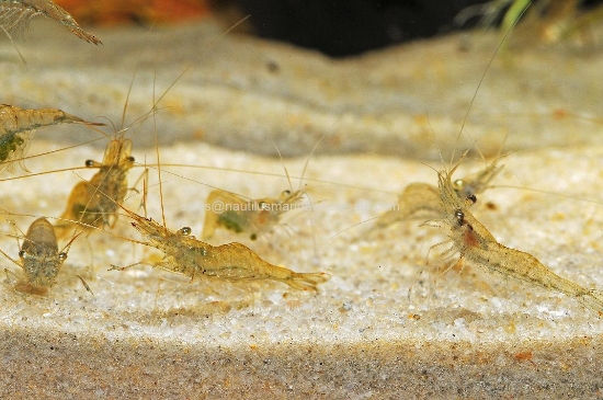 Picture of FEEDER: GHOST SHRIMP BOX