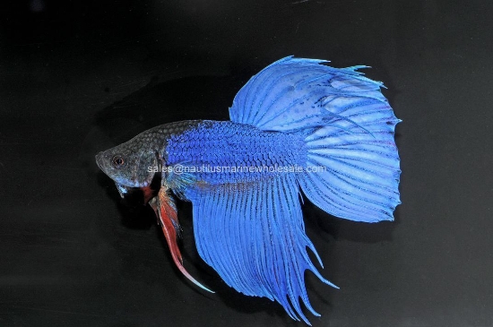 Picture of BETTA: MALE *EDLP SPECIAL*