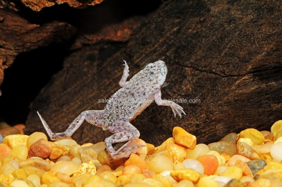 Picture of AMPHIB: FROG DWARF (NO VA)