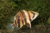 Picture of MISC: TIGER DATNOID 2-3"