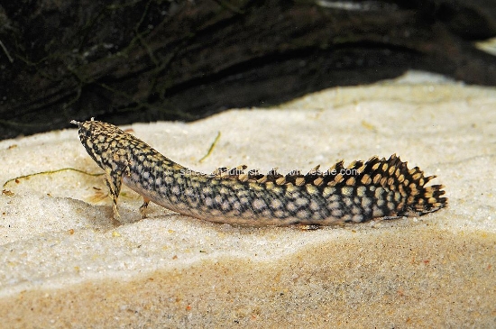 Picture of MISC: BICHIR ORNATE