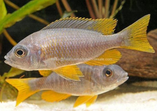 Picture of AFRICAN: HAP REDFIN BORLEYI REG *ON SPECIAL*