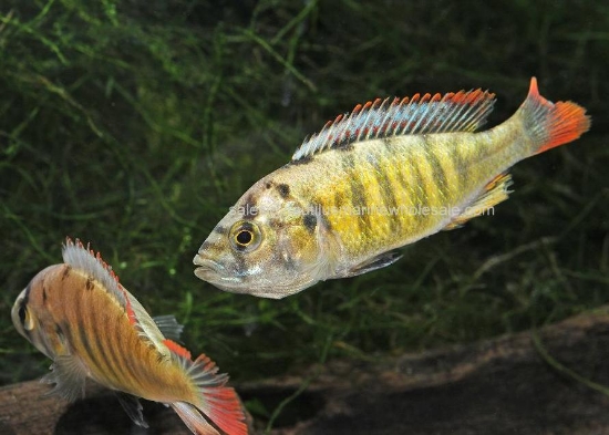 Picture of AFRICAN: HAP TOMATO MALE MD