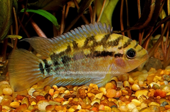 Picture of CICHLID: RAINBOW LG