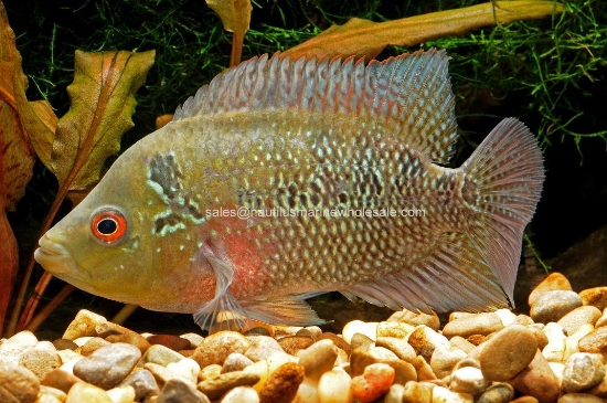 Picture of CICHLID: TRIMACULATUM 3"