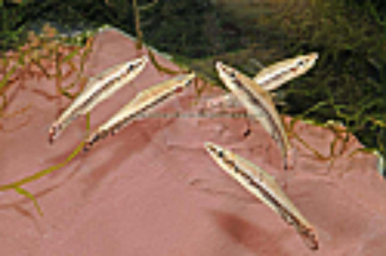 Picture of MISC: PENCIL DIPTAIL