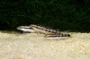 Picture of LOACH: SIDTHIMUNKI (DWARF CHAIN)