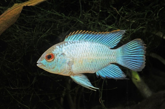 Picture of CICHLID: ACARA ELECTRIC BLUE REG (FL BRED) *ON SPECIAL*