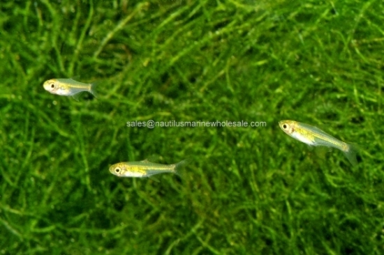 Picture of RASBORA: KUBOTAI
