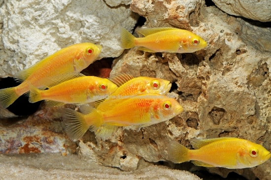 Picture of AFRICAN: HAP KYOGA FLAME ALBINO REG (VICTORIAN)