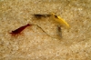 Picture of SHRIMP: ASST DELUXE SHRIMP