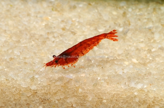 Picture of SHRIMP: RED FIRE