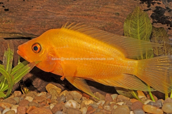 Picture of CICHLID: RED DEVIL 2"