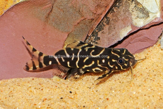 Picture of CAT: SYNO ANGELICUS x EUPTERUS 3"