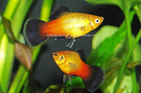 Picture of PLATY: SUNSET WAG XLG