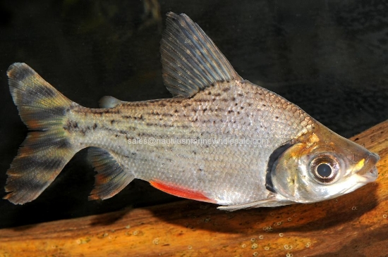 Picture of MISC: FLAGTAIL PROCHILODUS LG