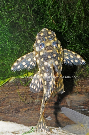 Picture of PLECO: COLOMBIAN SNOW BALL *ON SPECIAL*