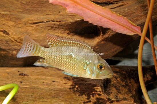 Picture of CICHLID: GEO. BRASILIENSIS MD (PEARLY EARTHEATER)