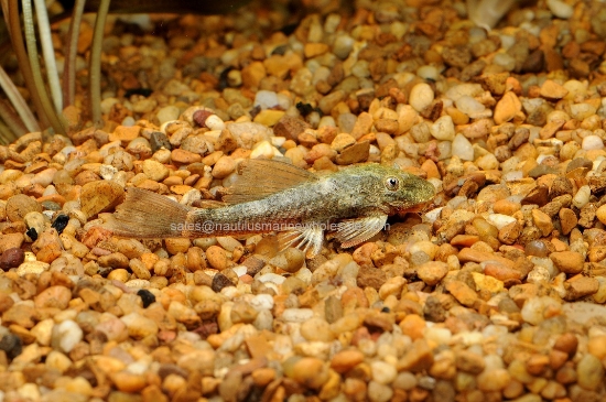 Picture of PLECO: BUSHYNOSE GREEN DRAGON