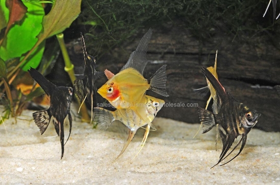 Picture of ANGEL: FANCY MIX REG *EDLP SPECIAL*