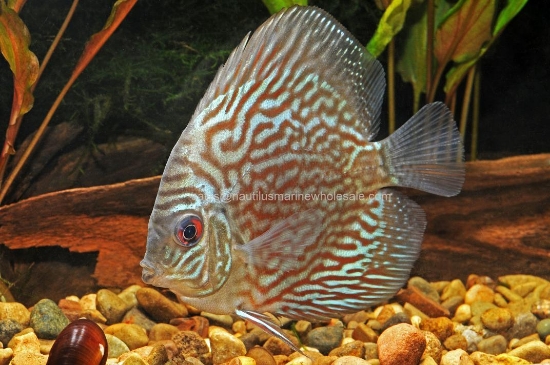 Picture of DISCUS: GREEN LG (WILD CAUGHT)
