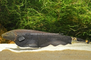 Picture for category KNIFE FISH