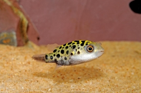 Picture for category PUFFERS