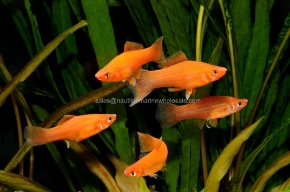 Picture for category SWORDS