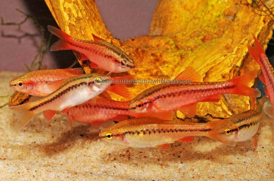 Picture of BARB: CHERRY ALL MALE