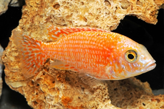 Picture of AFRICAN: PEACOCK DRAGON BLOOD MD