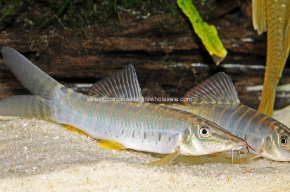 Picture for category BOTIAS